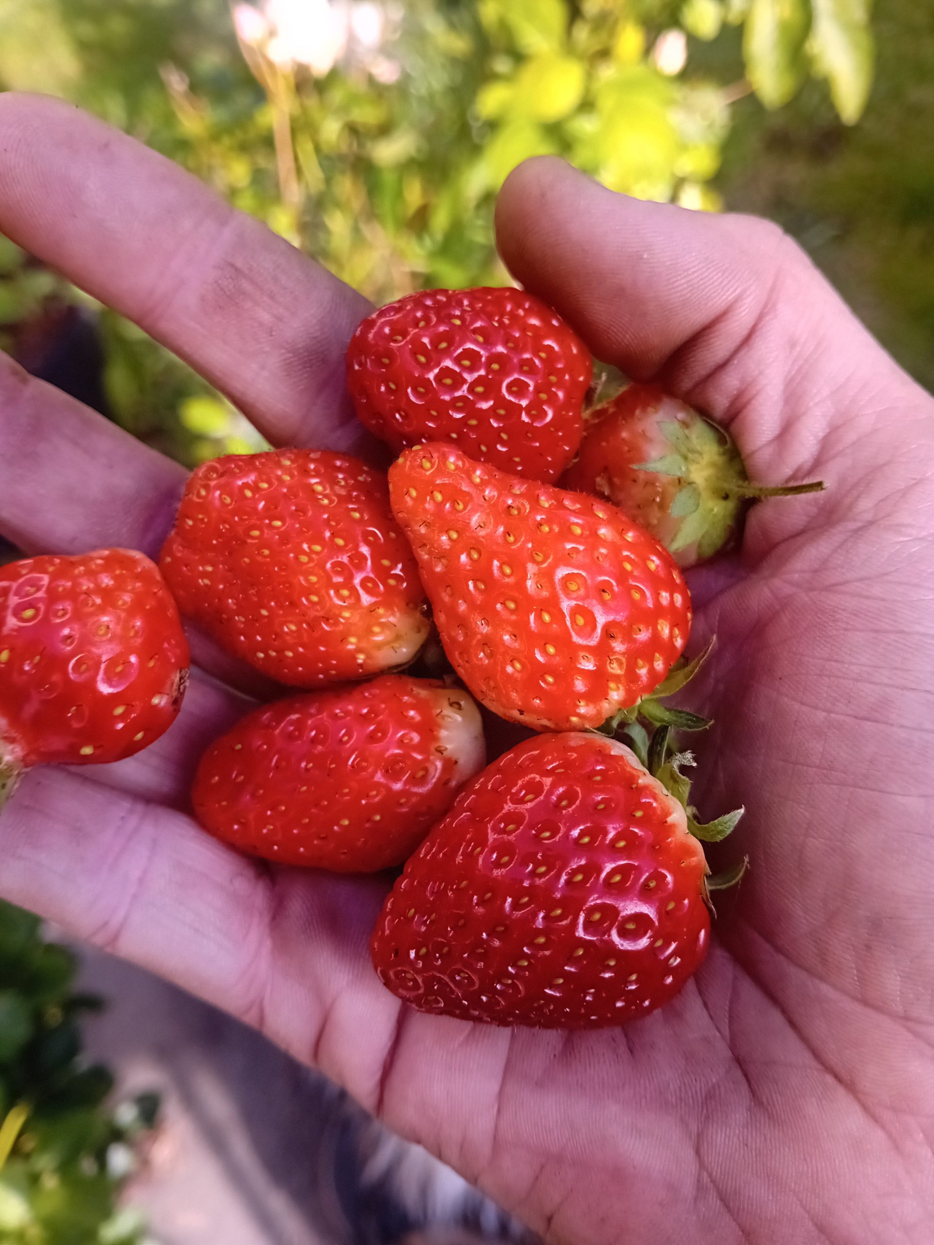 strawberry beds
