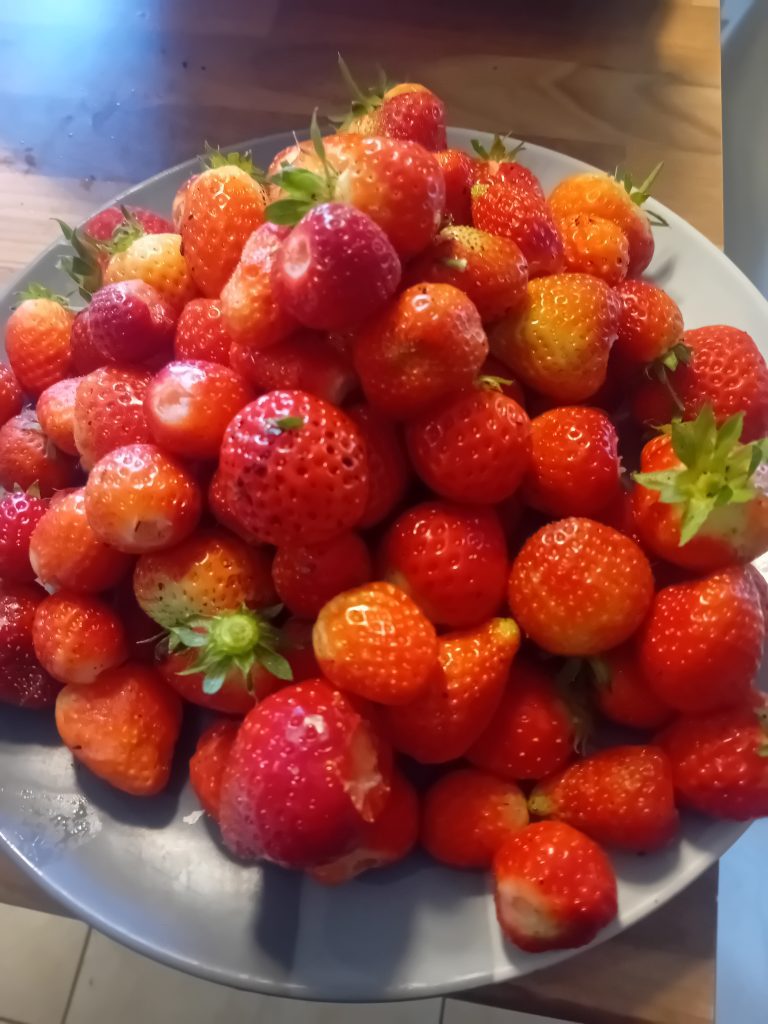 strawberry beds