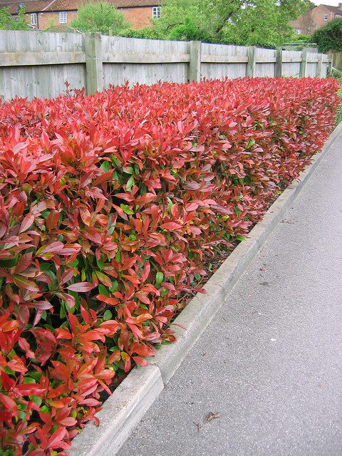 How often should you cut hedges in ireland