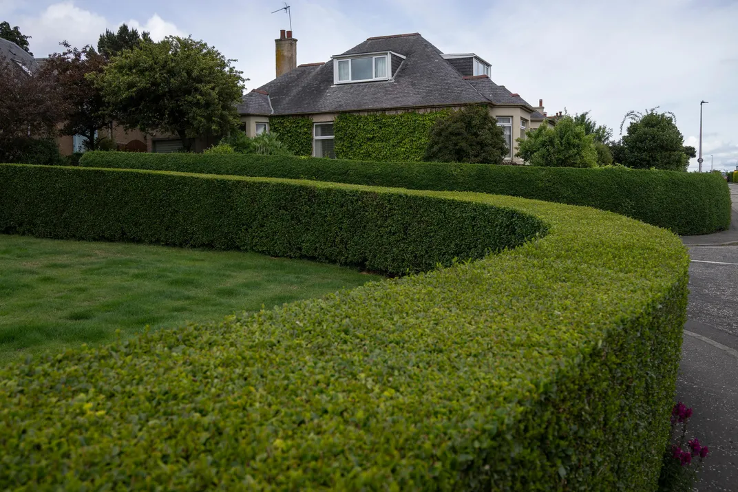hedge cutting