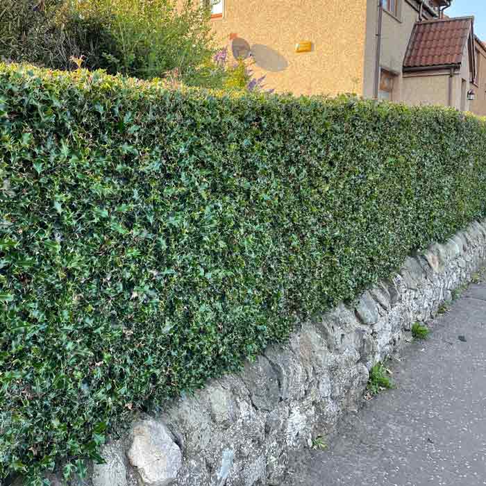How often should you cut hedges in ireland